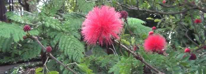 Botanical Gardens, Puerto de la Cruz