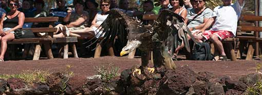 Oasis Park, Birds of Prey Show