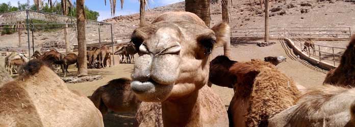 Oasis Park Camel Safari