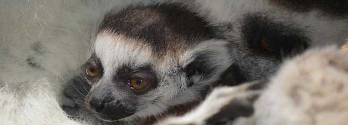 Oasis Park Lemurs